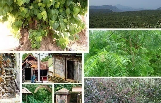 हिमाचल के हर्बल रहस्य: आयुर्वेदिक पौधों और स्थानीय उपचारों की अद्भुत परंपरा