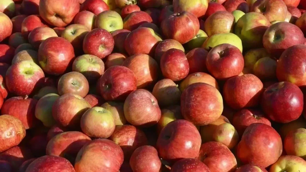 प्राकृतिक चुनौतियों के बावजूद अदाणी एग्री फ्रेश ने निभाया वादा, किसानों से 22 हज़ार टन सेब की ऐतिहासिक खरीद समेत विशेष सम्मान