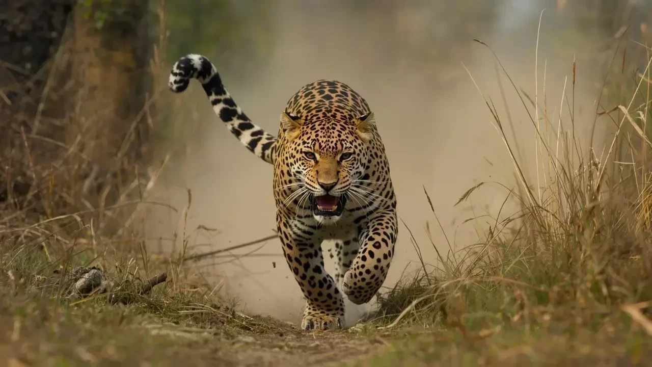 पांवटा साहिब में तेंदुए का हमला, 5 मवेशी मारे