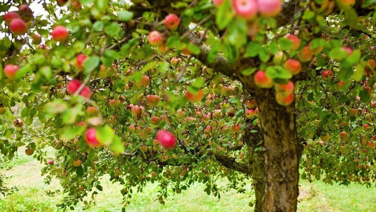 हिमाचल में सूखा पड़ा, सेब-गेहूं को नुकसान, बागबानी विशेषज्ञों की सलाह