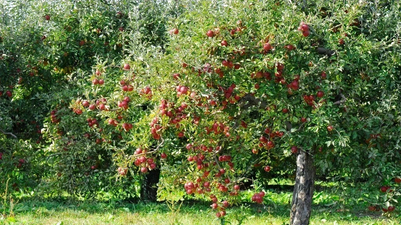 गिरती सेब पैदावार सुधारने को सॉइल टेस्टिंग अभियान शुरू
