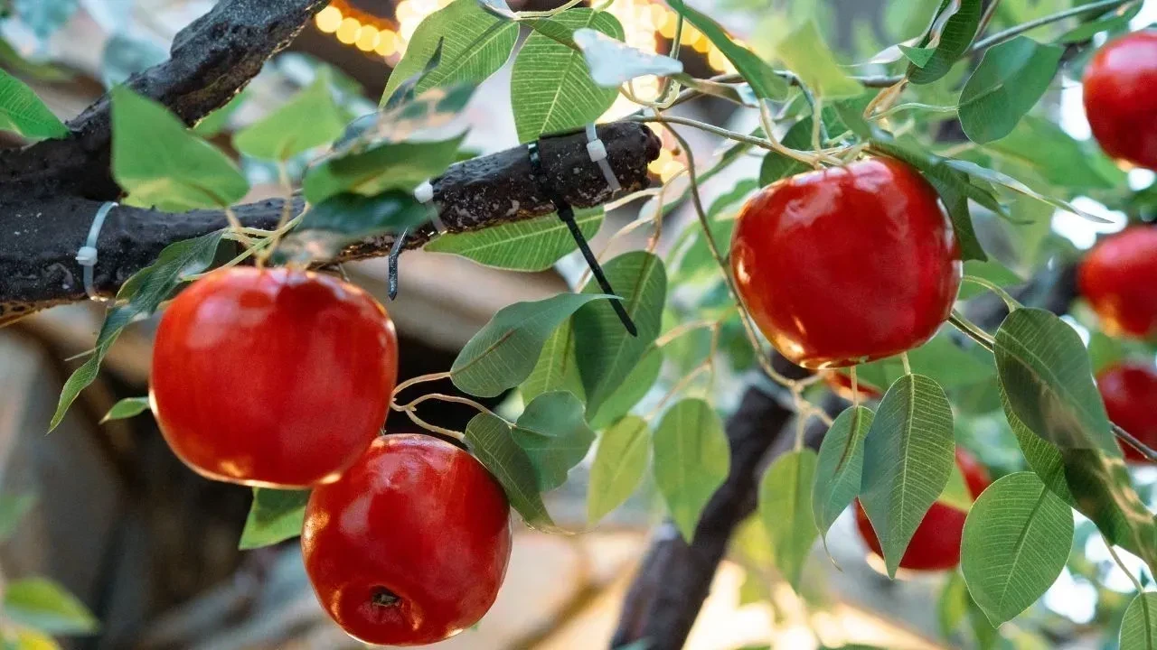 हिमाचल में प्लम मिशन की शुरुआत, बागवानी में नया बदलाव आने को तैयार