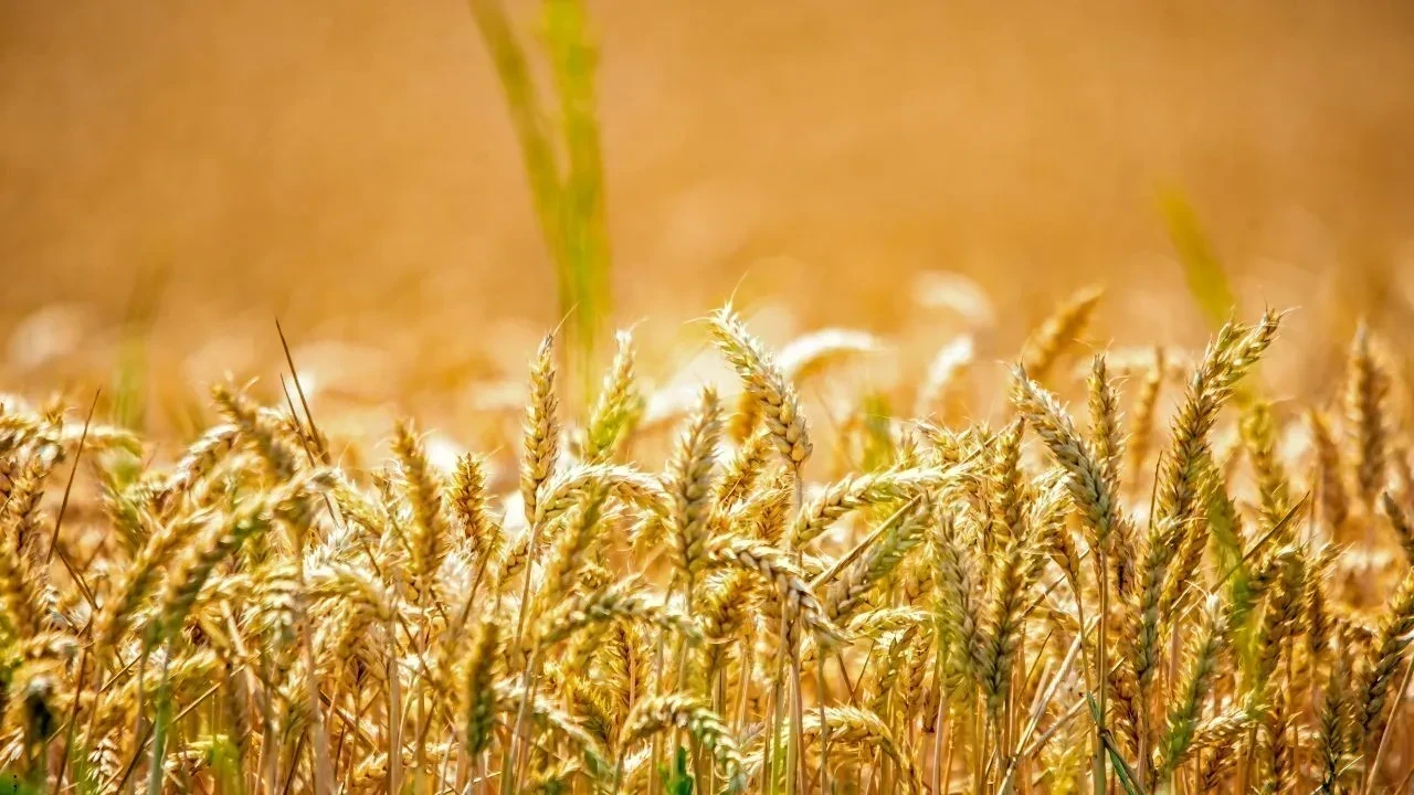 हिमाचल में गेहूं खरीद ऑनलाइन होगी, टाइम स्लॉट से मिलेगी बिक्री की सुविधा