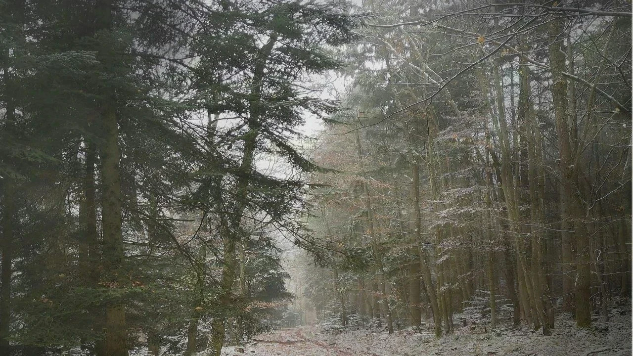 हिमाचल में आज बारिश-बर्फबारी के आसार, कई जिलों में कोहरे की चेतावनी