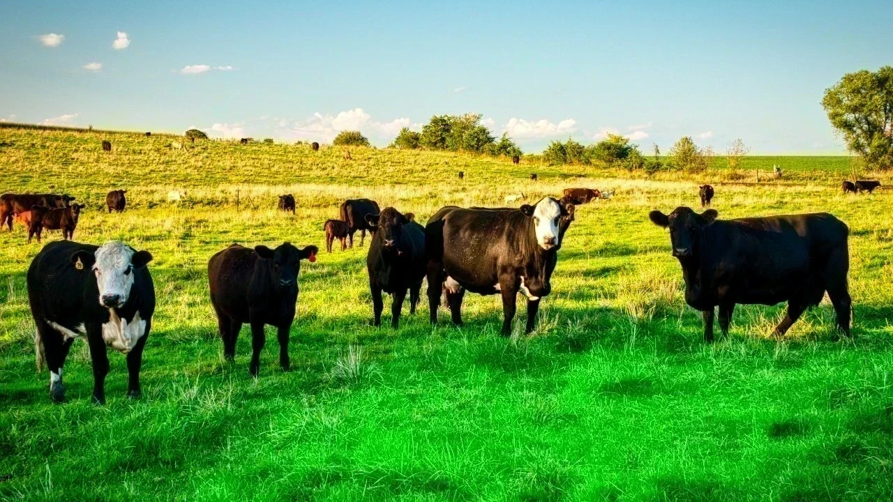कांगड़ा में अवैध शिकार का खौफ, विस्फोट से दो पालतू गायें गंभीर घायल