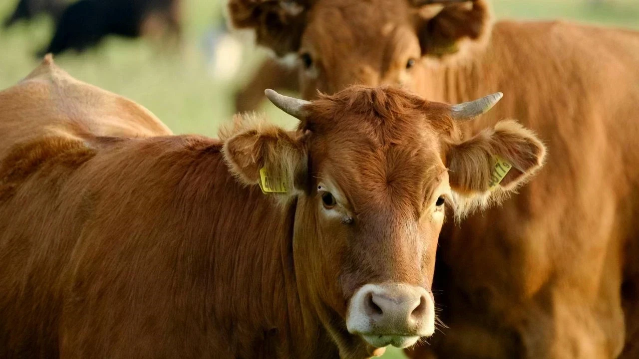 नववर्ष से पहले सख्ती: शिमला जिले से हटेंगे सभी बेसहारा पशु