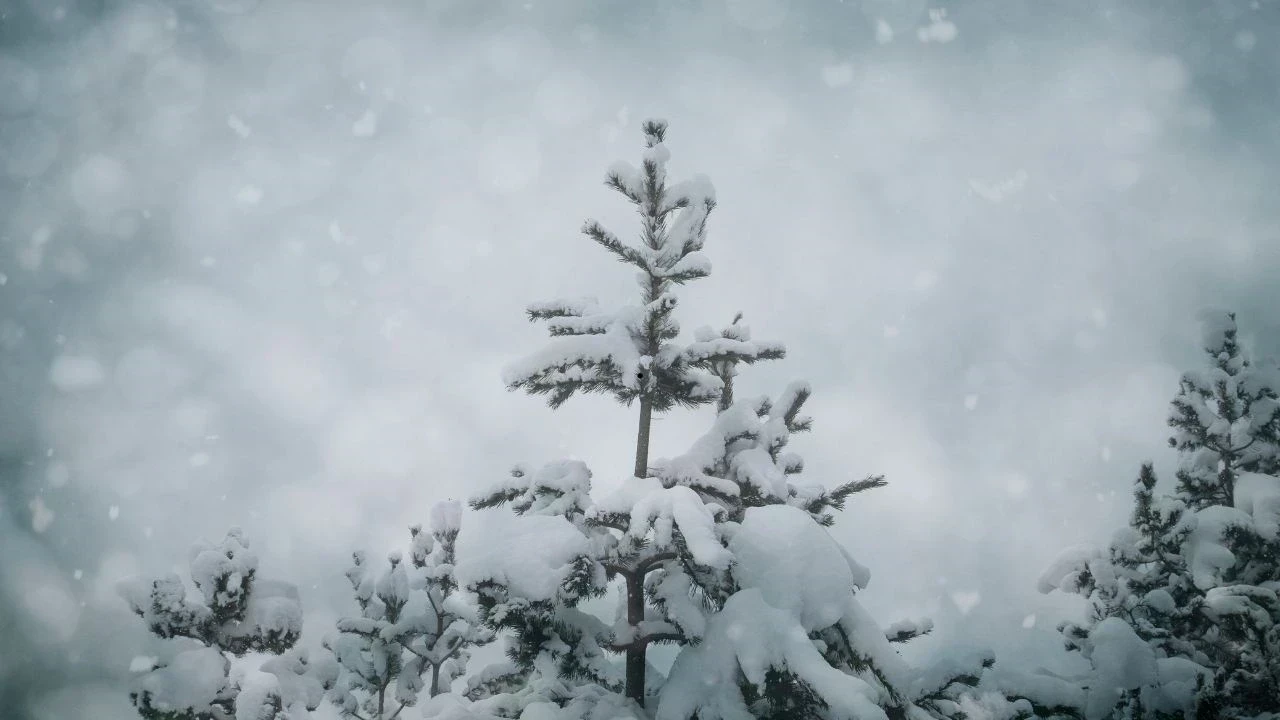 ऊंची चोटियों पर बर्फ की चादर, मैदानी इलाकों में कोहरे की मार