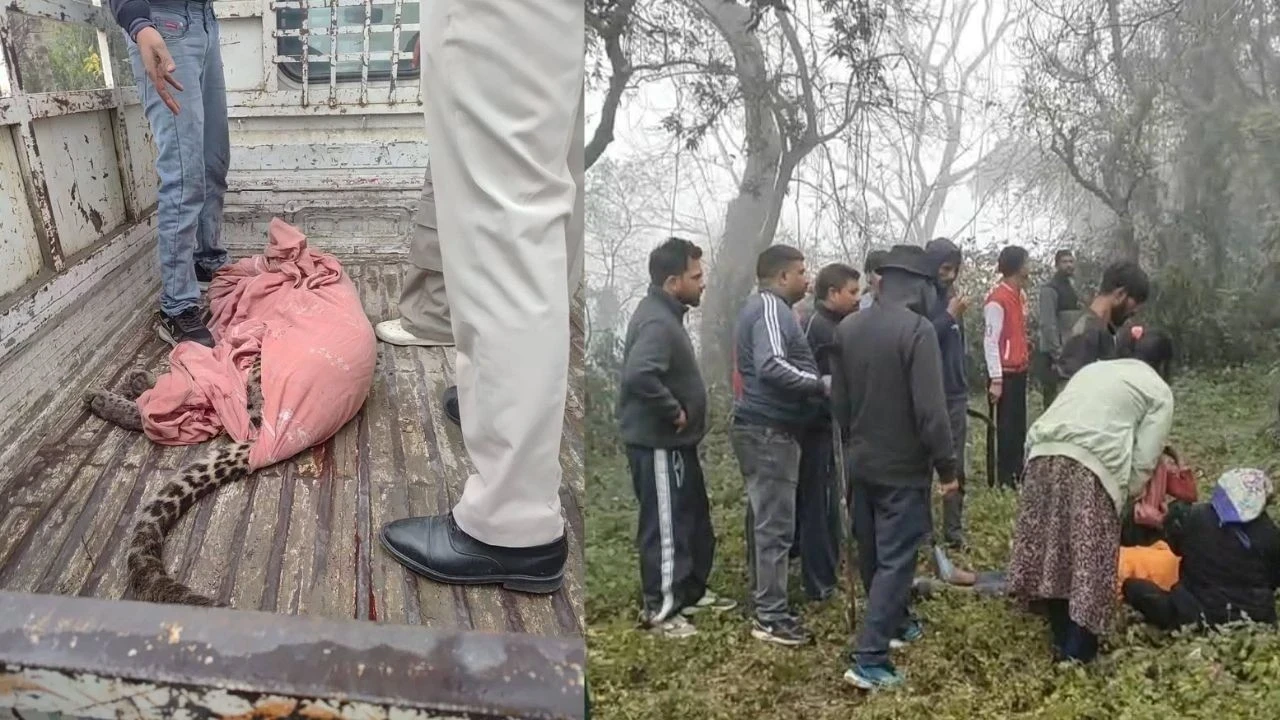 मलवाना गांव में तेंदुए का हमला, 1 की मौत और 5 लोग घायल