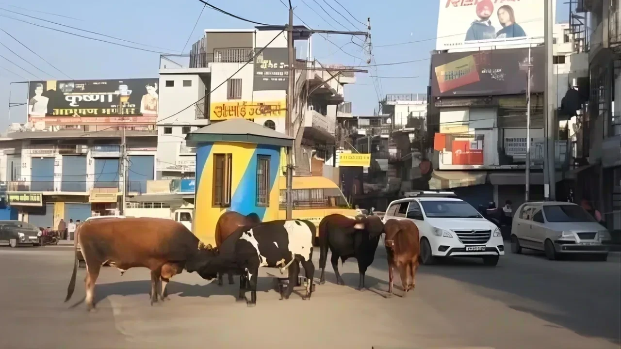 बढ़ती लावारिस बैलों की संख्या: घुमारवीं में जान-माल को खतरा, किसान-व्यापारी परेशान