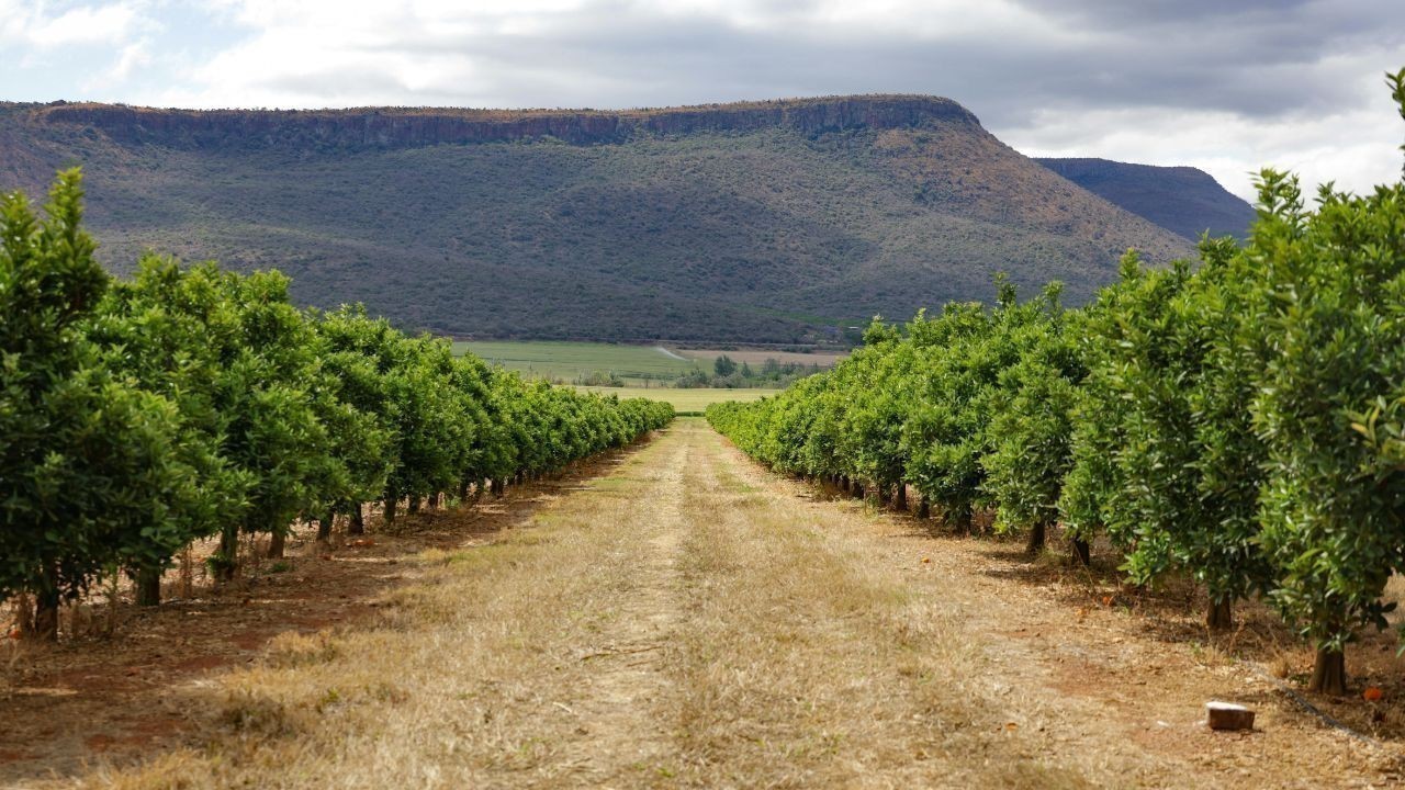सूखी सर्दी से मनाली के सेब बागवान चिंतित पर्यटन भी प्रभावित