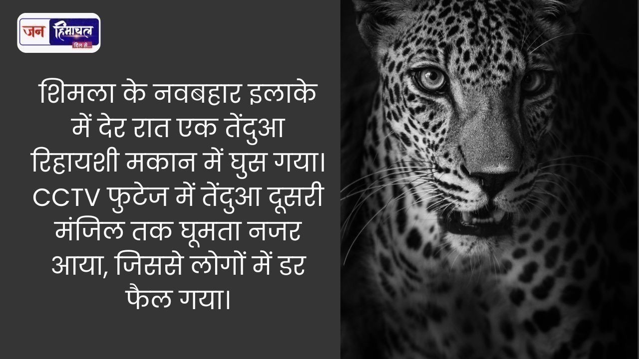 शिमला में आधी रात घर में घुसा तेंदुआ CCTV में कैद खौफनाक दृश्य