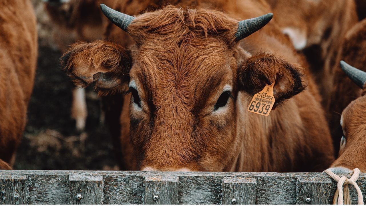 बिलासपुर में गौ-तस्करी पर बड़ी कार्रवाई दो ट्रक जब्त दो आरोपी गिरफ्तार