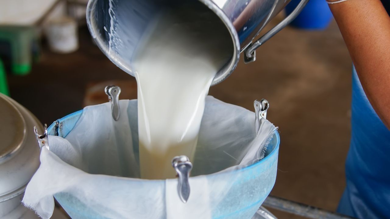 रामपुर में दूध न खरीदने पर किसानों ने मिल्क प्लांट पर किया धरना