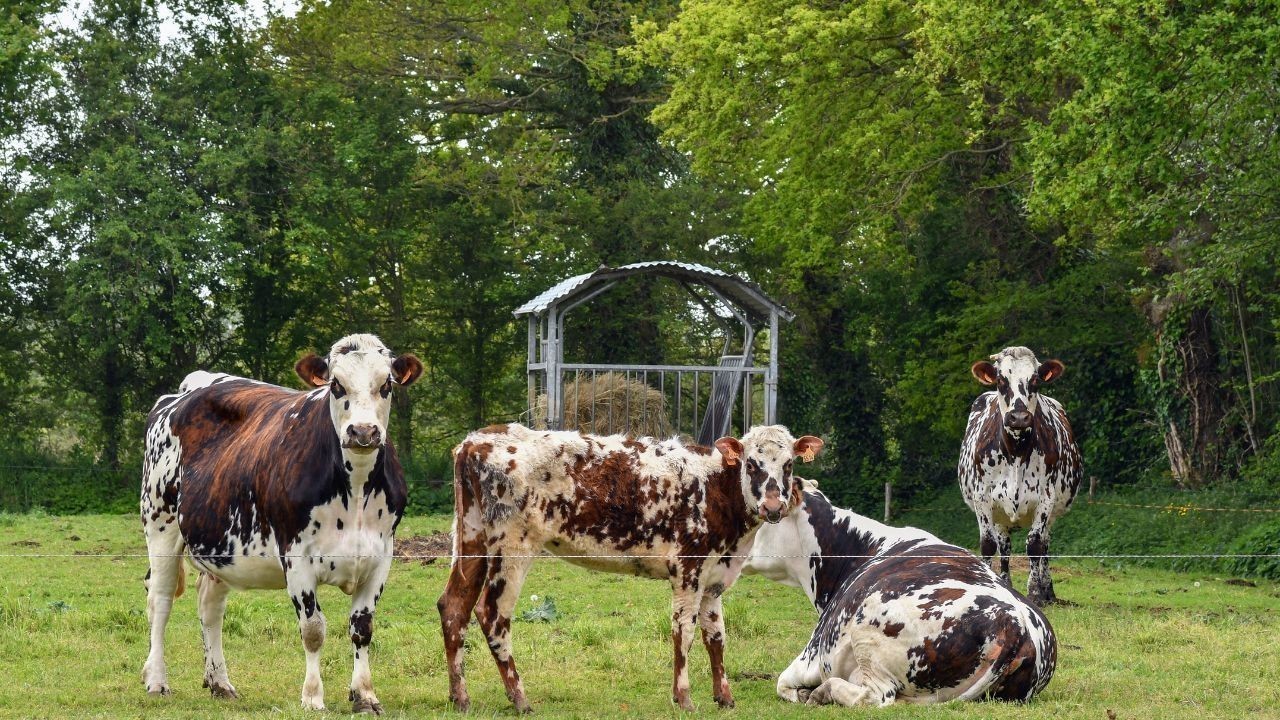 बिलासपुर में लम्पी स्किन डिजीज का खतरा प्रशासन अलर्ट मोड पर
