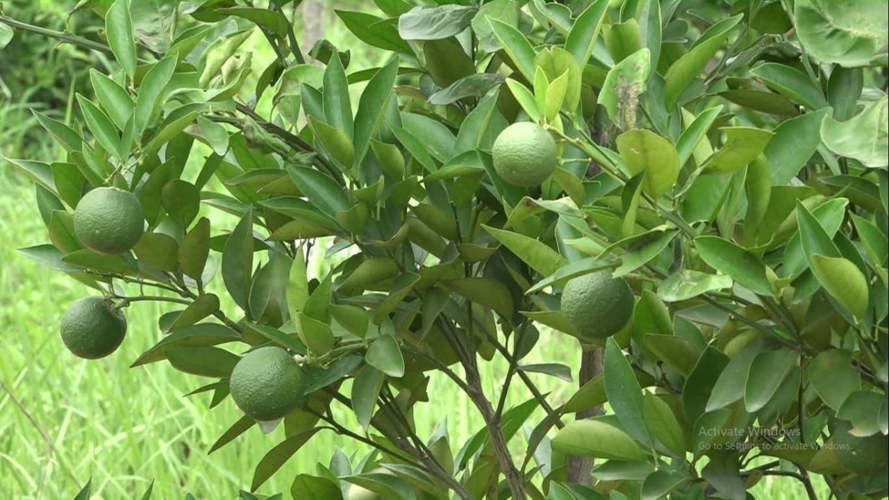 हमीरपुर में कोल्ड स्टोर निर्माण पर 50% सब्सिडी, फल उत्पादन बढ़ाने का प्रयास