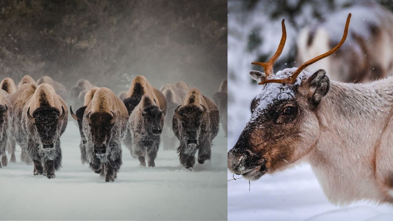 पांगी घाटी में दिखा हिमालयन थार का दुर्लभ झुंड