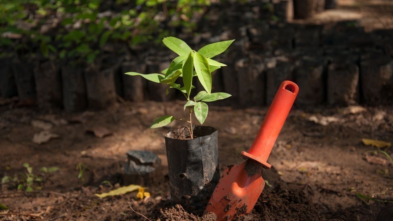 हिमाचल सरकार ने 2030 तक राज्य में वन क्षेत्र बढ़ाने का बड़ा लक्ष्य रखा