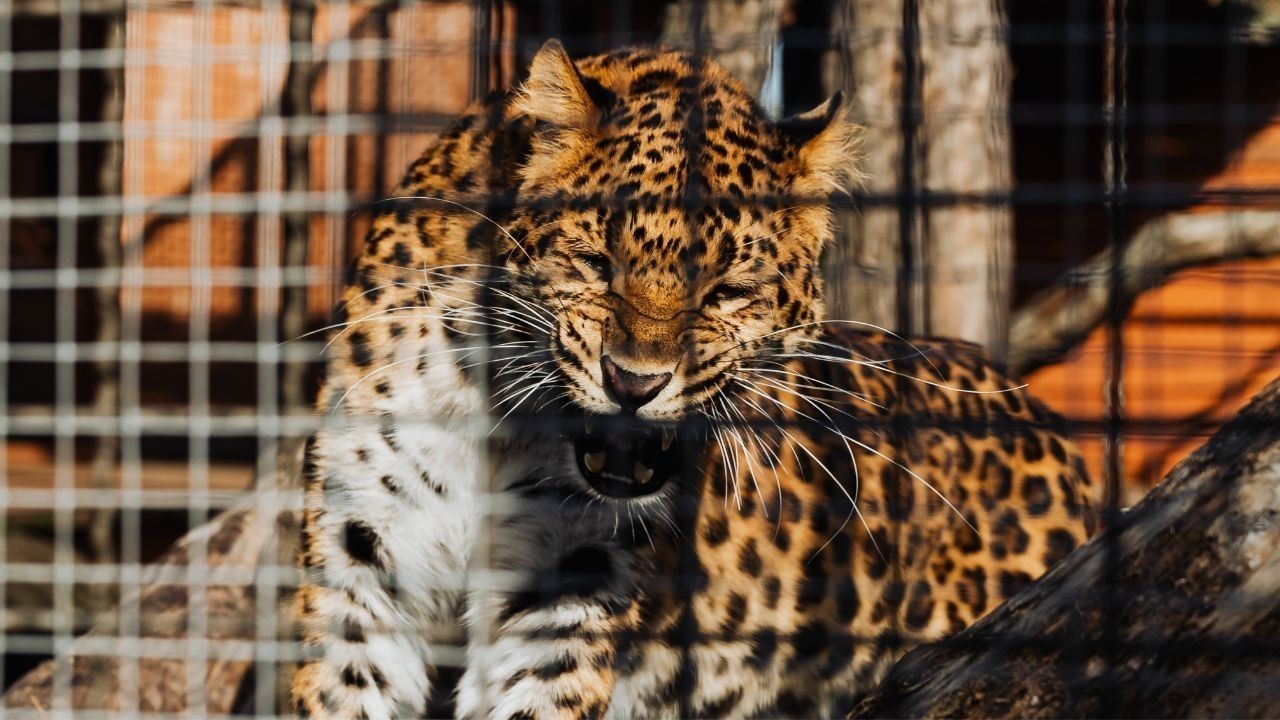 सरकाघाट में आतंक मचाने वाला खूंखार तेंदुआ आखिरकार पकड़ा गया