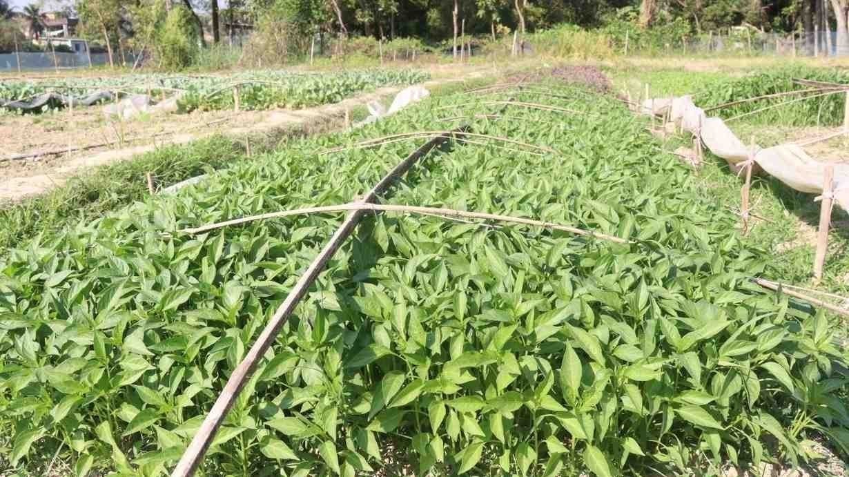 कांगड़ा के किसान सब्जियों की पौधे उगाकर अपनी आय बढ़ा सकते हैं