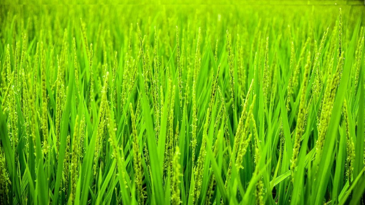 ऊना में गेहूं पर Yellow Rust खतरा, किसानों को Alert