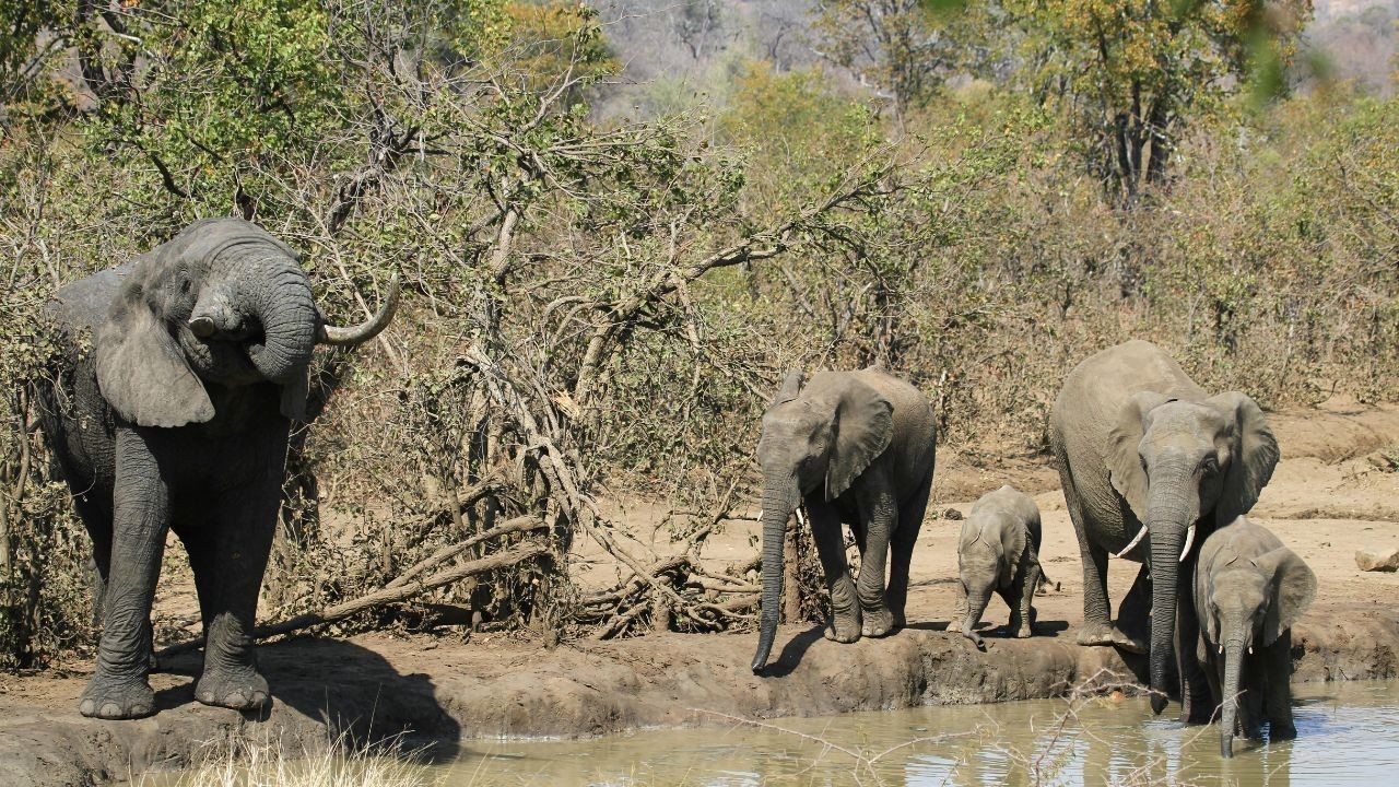 पांवटा साहिब क्षेत्र में जंगली हाथियों की हलचल, वन विभाग ने बढ़ाई निगरानी