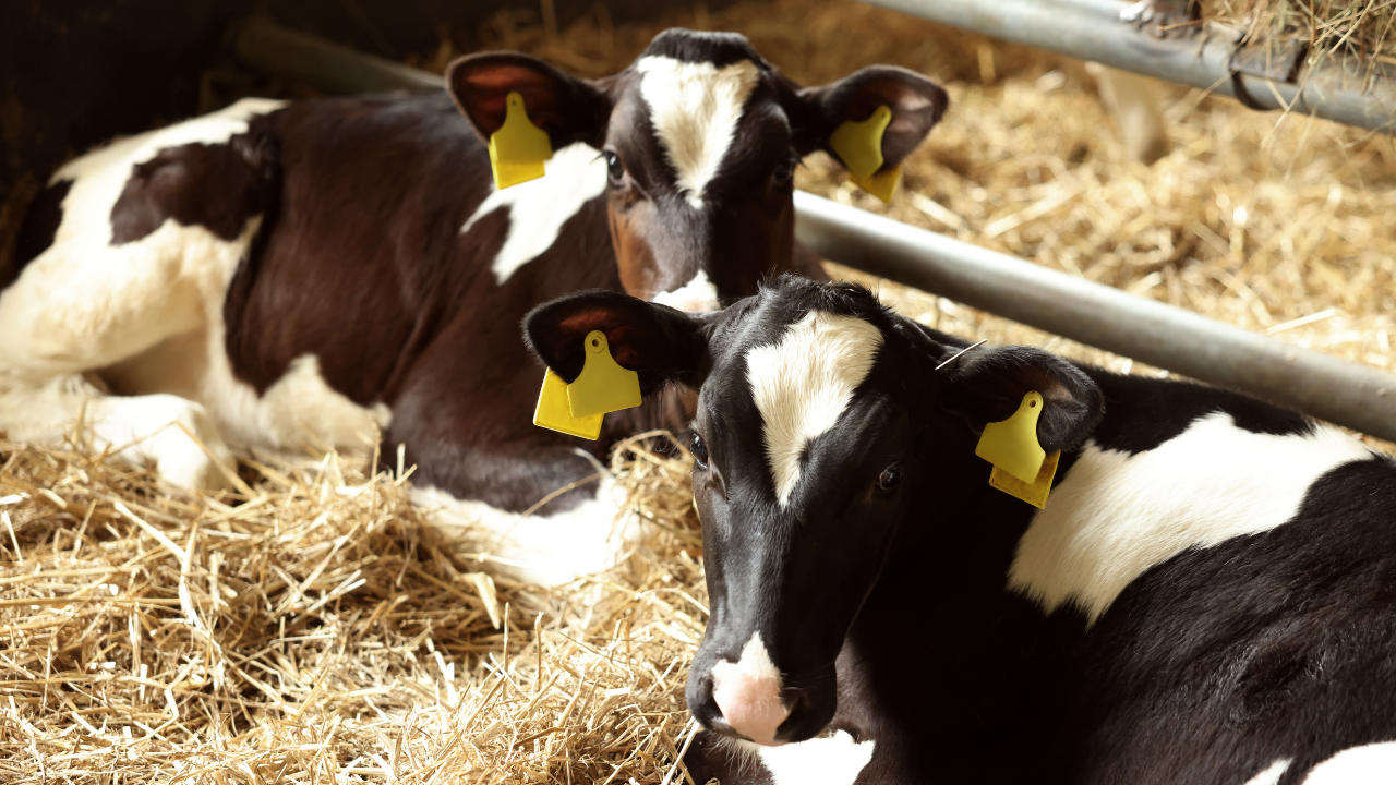 कैंट गौशाला में प्रशासन का औचक निरीक्षण, व्यवस्थाओं पर दिए निर्देश