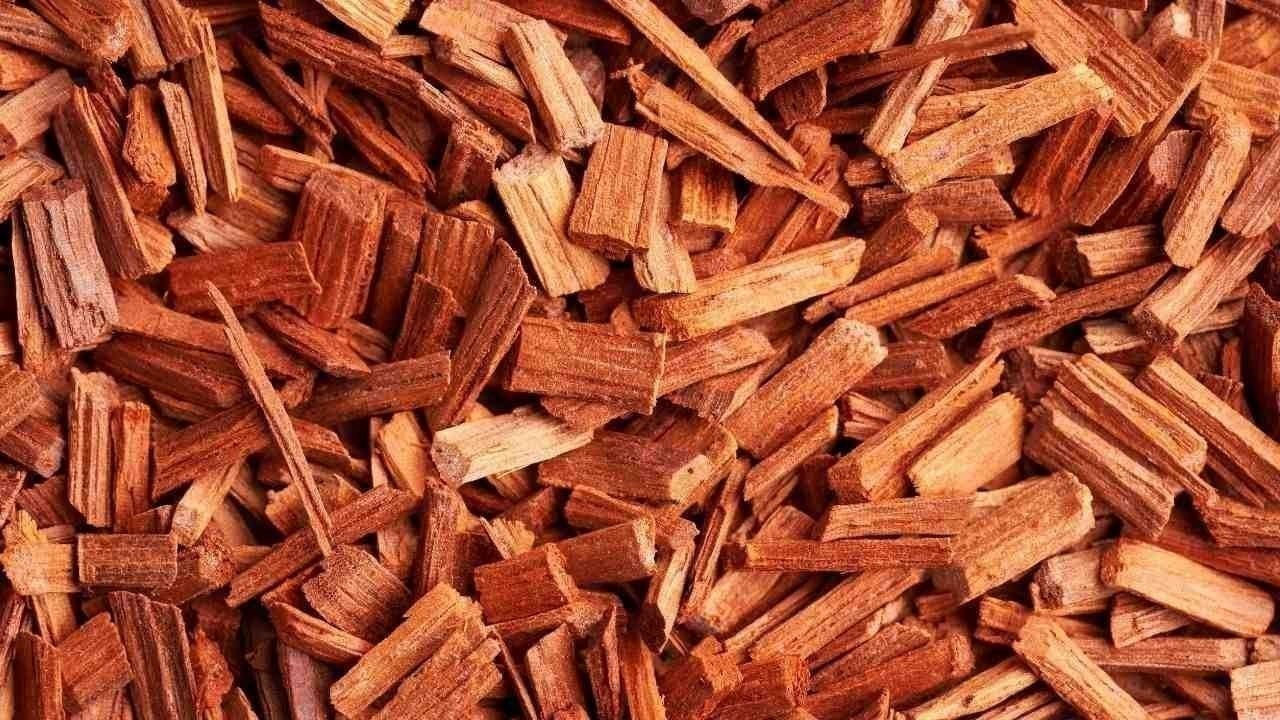 बिलासपुर के दनोह गांव में चंदन चोरी: शातिर तस्करों ने कुल्हाड़ी से पेड़ों को काटकर वन संपदा को नुकसान पहुँचाया