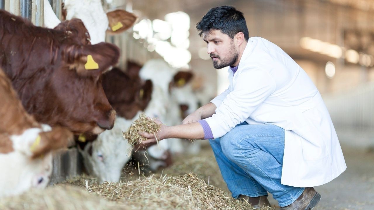 ऊना जिले में 36 पशु मित्र पदों की 17-19 फरवरी तक होगी शारीरिक परीक्षा आयोजित