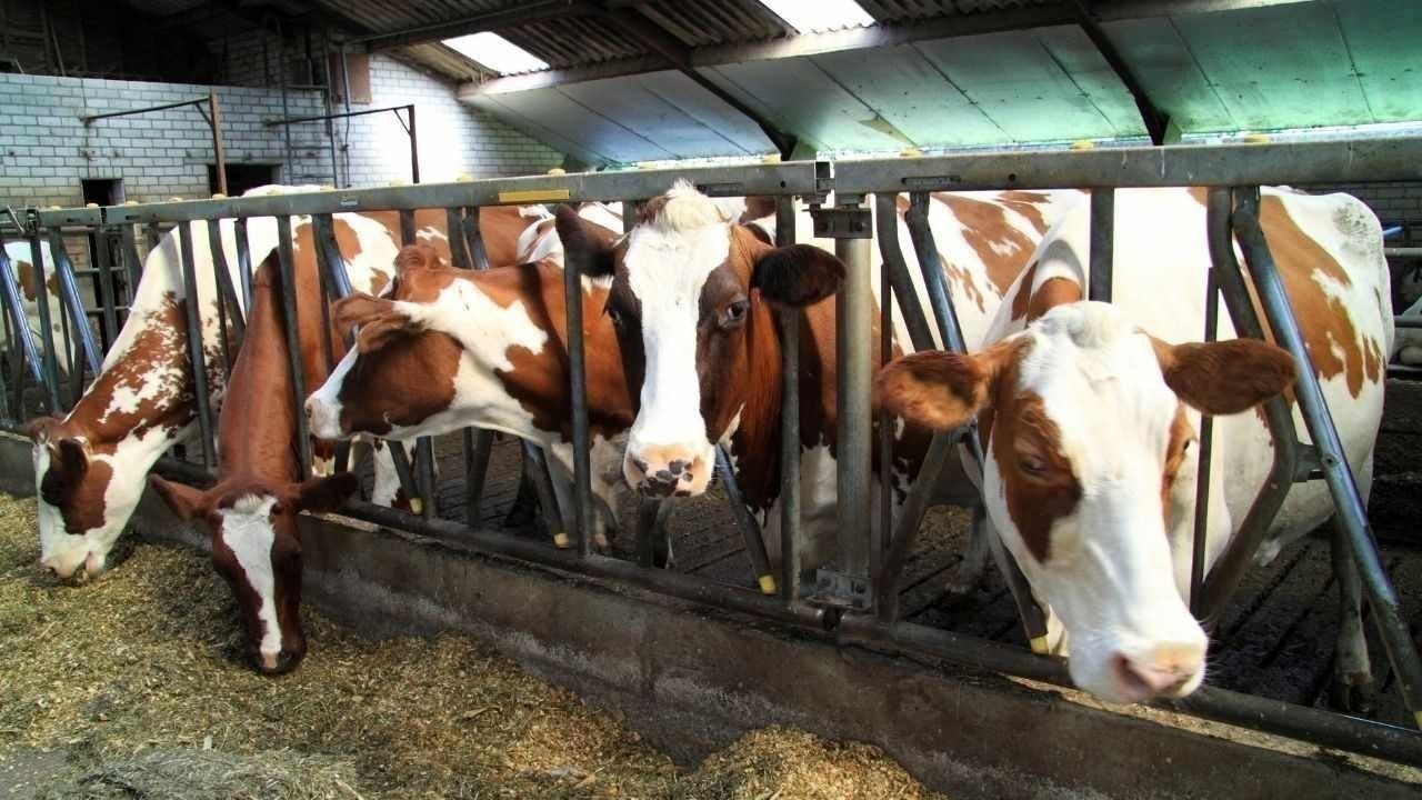 ऊना जिले में पशु मित्रों के मल्टी टास्क वर्कर्स की शारीरिक परीक्षा फिलहाल स्थगित