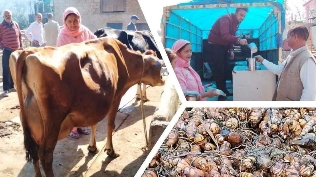कांगड़ा के लंबागांव एफपीओ से जैविक हल्दी और दुग्ध उत्पादन के जरिए किसानों की आय में बढ़ोतरी