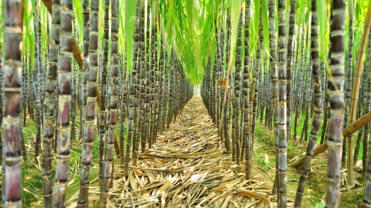 ऊना में किसान सतीश सैनी ने 18 फीट लंबा प्राकृतिक गन्ना उगाया