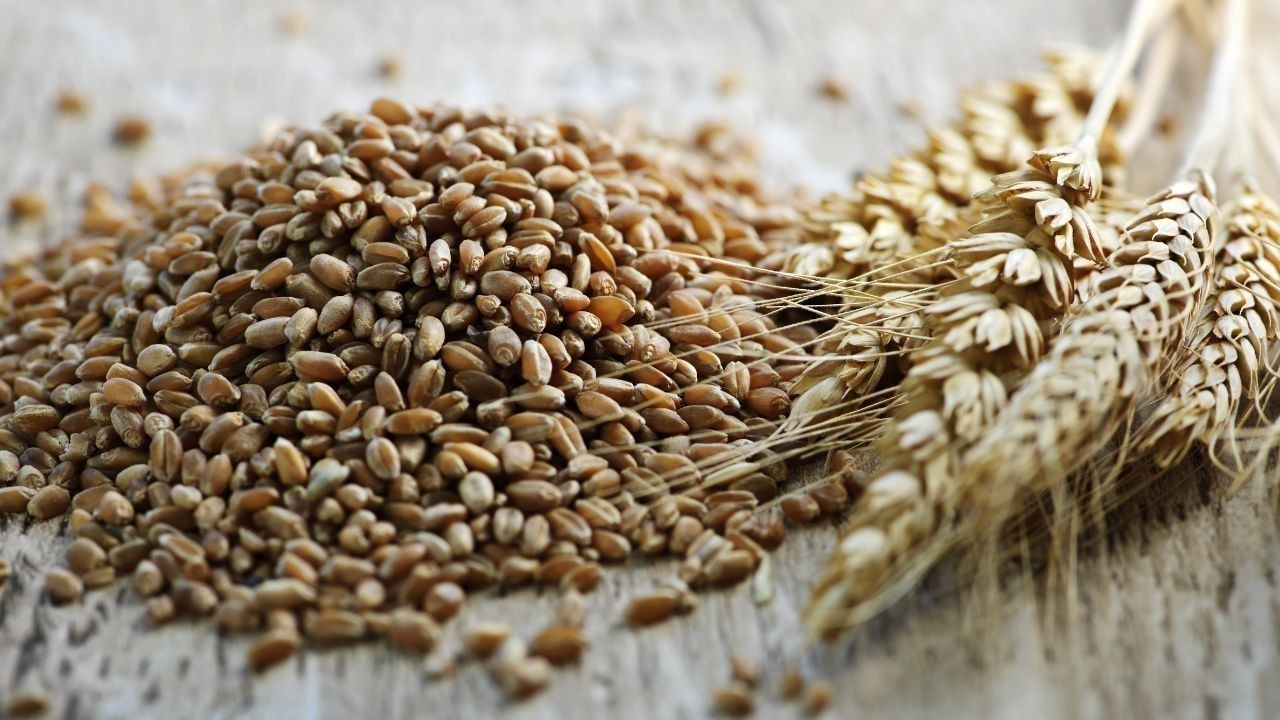 ऊना गेहूं की खरीद 8 अप्रैल से शुरू MSP 2,585 तय