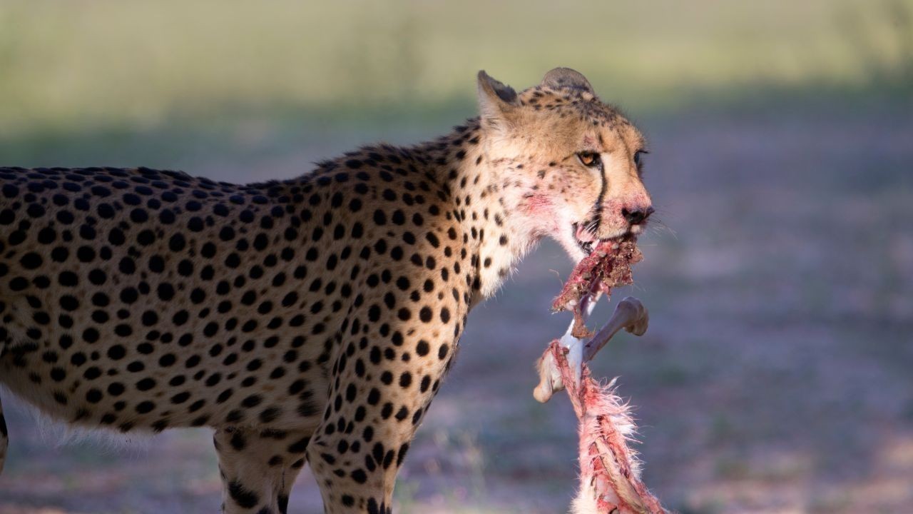 चंबा में तेंदुए का हमला 22 भेड़-बकरियों की मौत लाखों का नुकसान