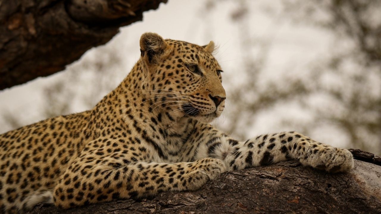 सिरमौर नाहन में तेंदुए ने फार्म पर हमला किया, गद्दी कुत्तों ने भेड़-बकरियों की सुरक्षा की