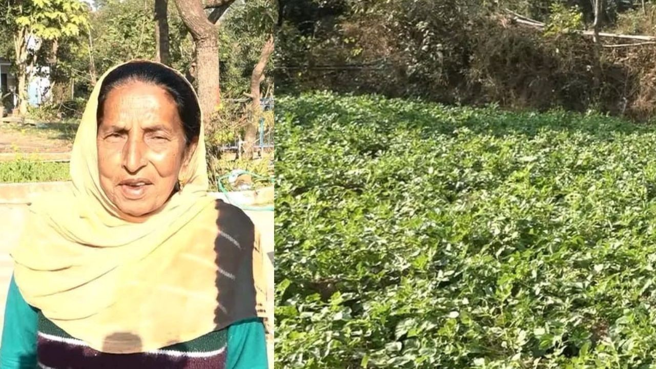 रिटायर्ड टीचर शीला देवी की प्राकृतिक खेती से आलू उत्पादन में बड़ी सफलता