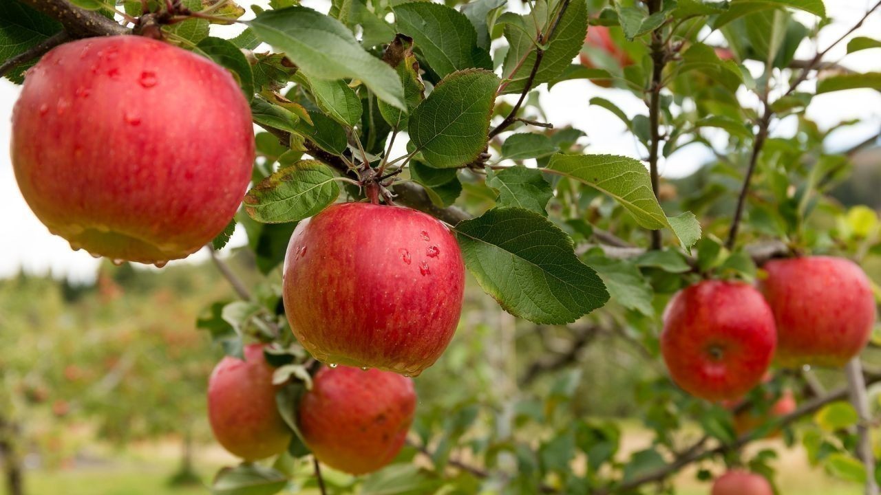 हिमाचल में हाई डेंसिटी सेब बागवानी के लिए किसानों को ऋण सुविधा