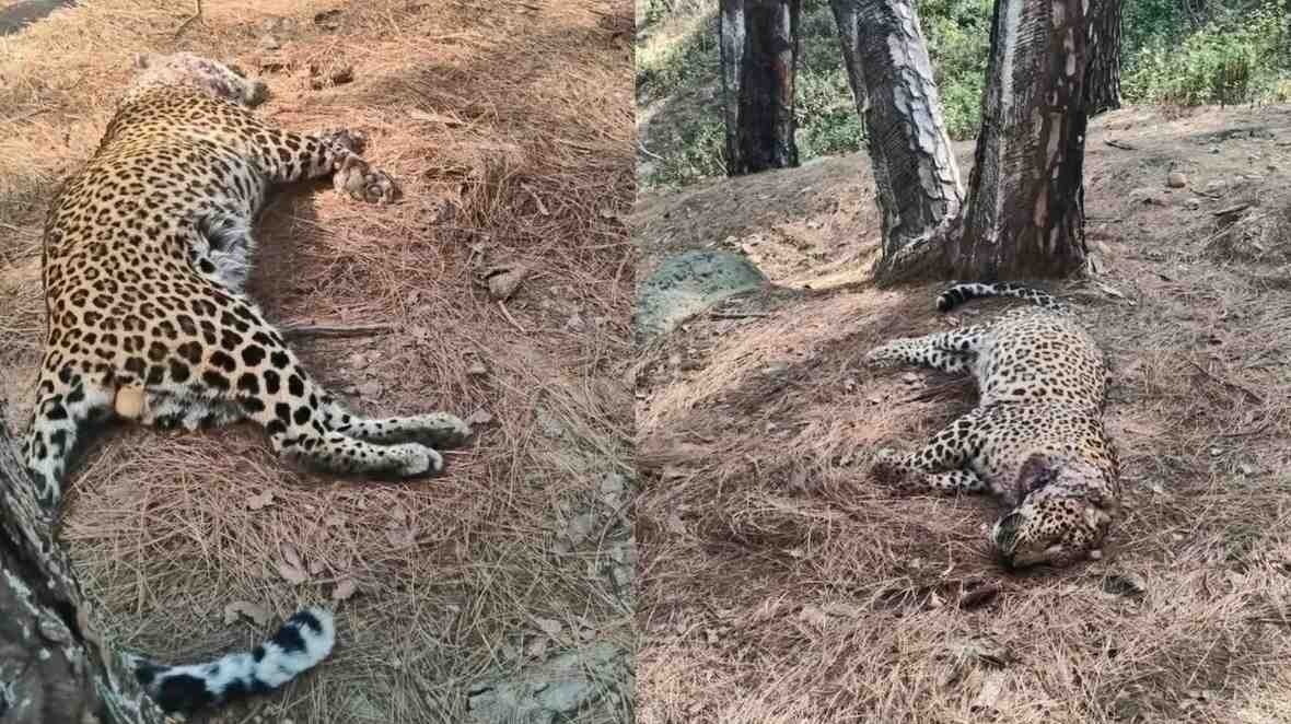 नगरोटा पटियालकर धलूँ गांव के जंगल में मृत तेंदुए का शव मिला, स्थानीय लोग चिंतित