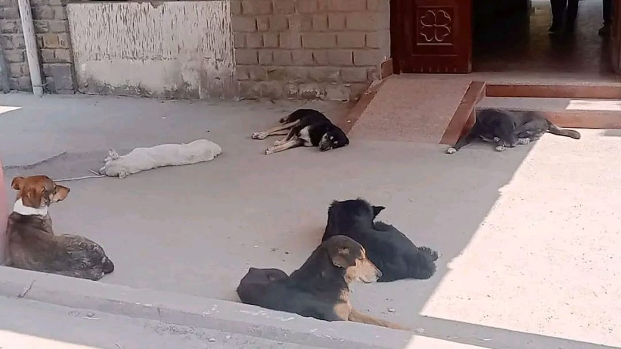 मुख्य सरकारी दफ्तर के बाहर आवारा कुत्तों की मौजूदगी से उठे कई सवाल