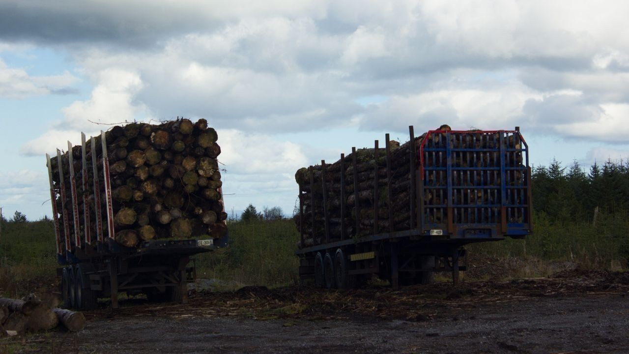 हिमाचल दौलतपुर में वन विभाग ने पकड़ी 16 अवैध लकड़ी वाहन