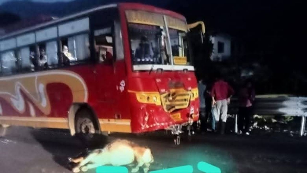 ज्वालामुखी गुम्मर में बस ने दो गायों को टक्कर मारी, पीछे से कार और वैन्यू ने टकराकर बढ़ाई आपदा