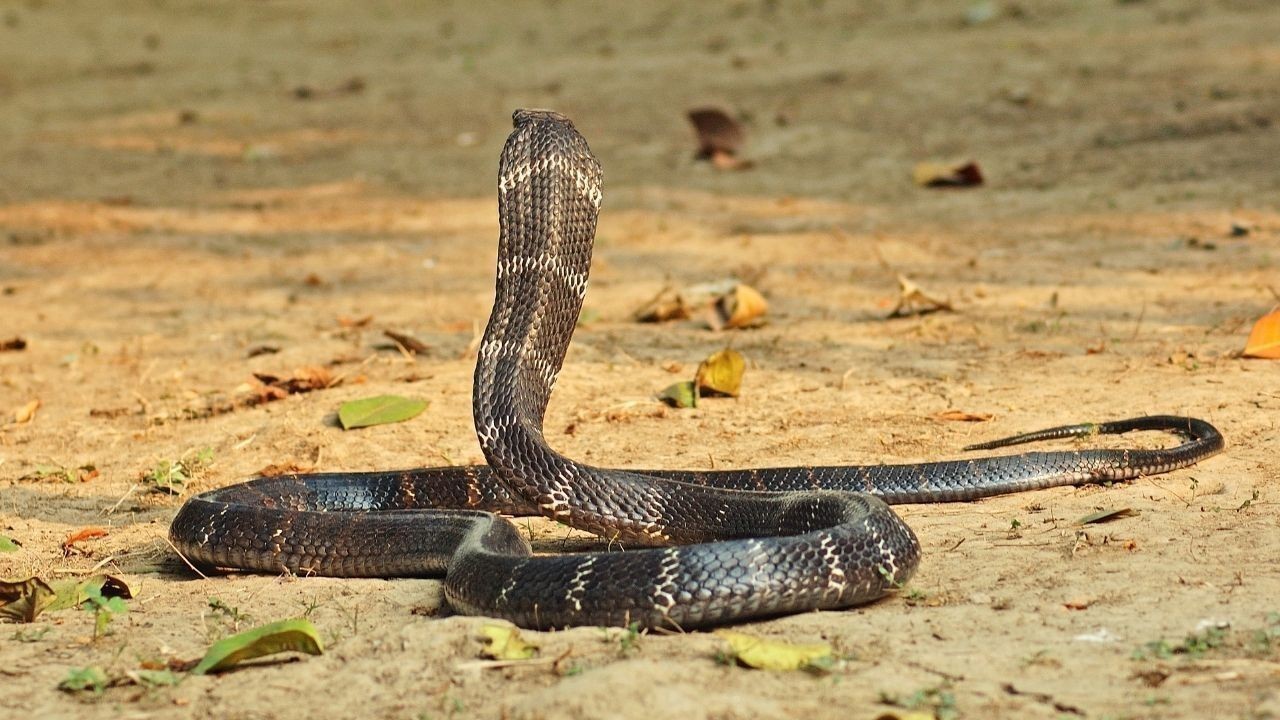 सिरमौर स्कूल में पानी के टैंक में जहरीला कोबरा, वन विभाग ने सुरक्षित रेस्क्यू किया