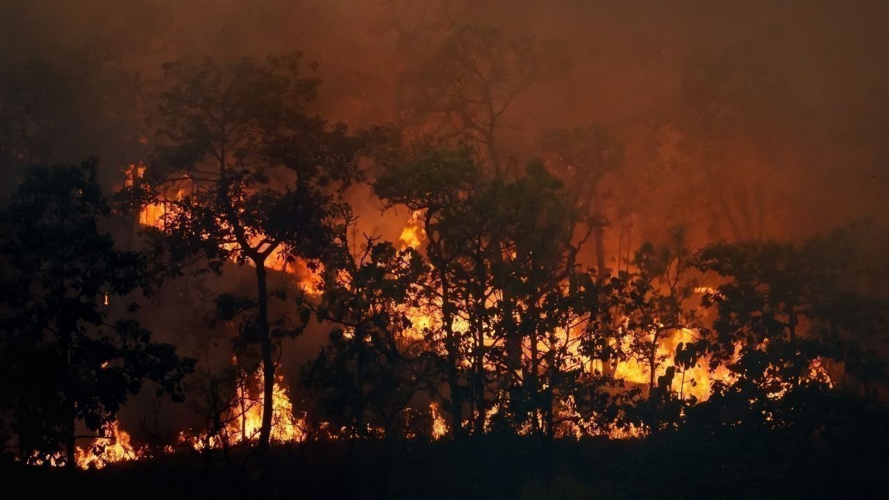 पनवी गांव के जंगल में आग से भारी नुकसान, शरारती तत्वों पर कड़ी कार्रवाई की मांग