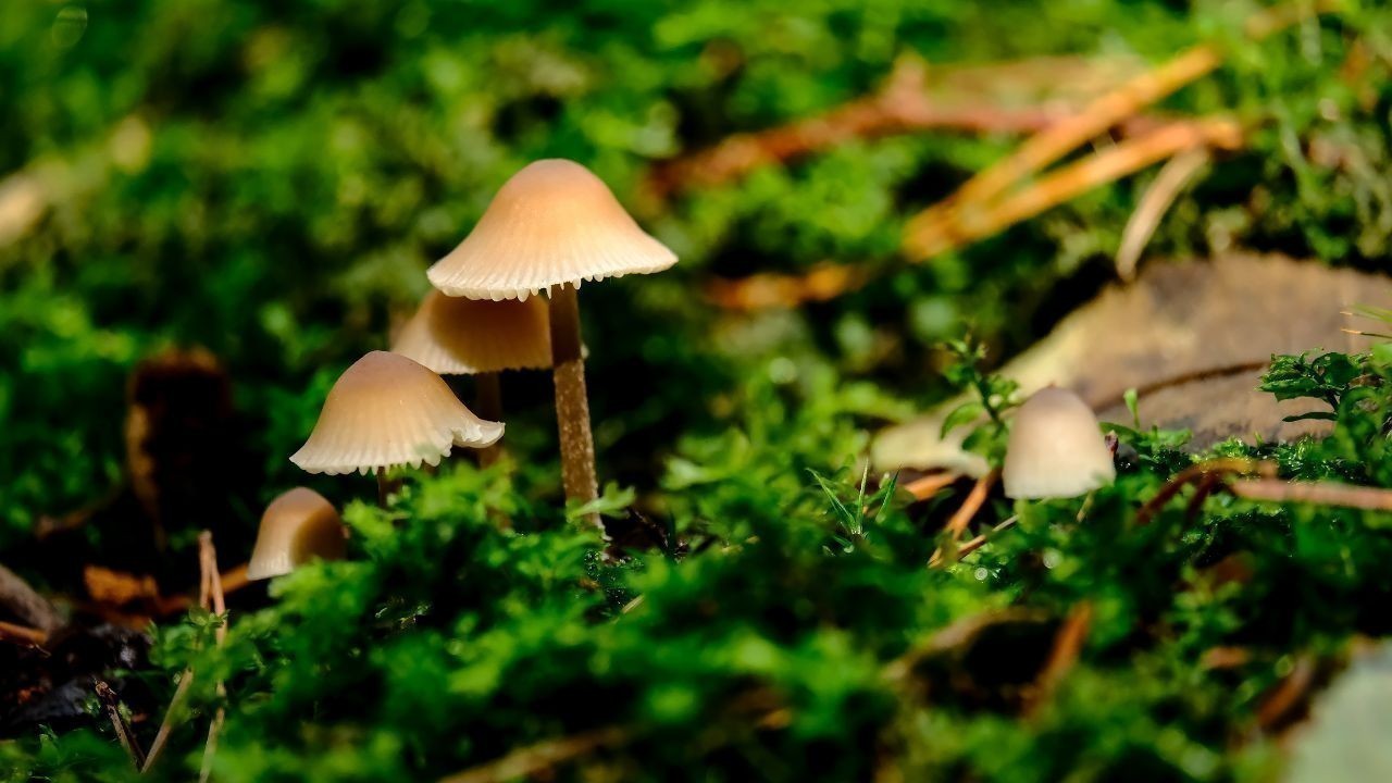 हिमाचल में गुच्छी मशरूम का संकट, मौसम की मार से जंगलों से गायब