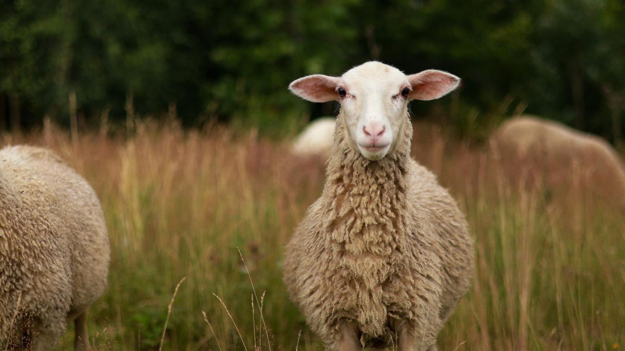 ऊना में दर्दनाक हादसा, हिमाचल एक्सप्रेस से कटकर 50 से अधिक भेड़ों की मौत