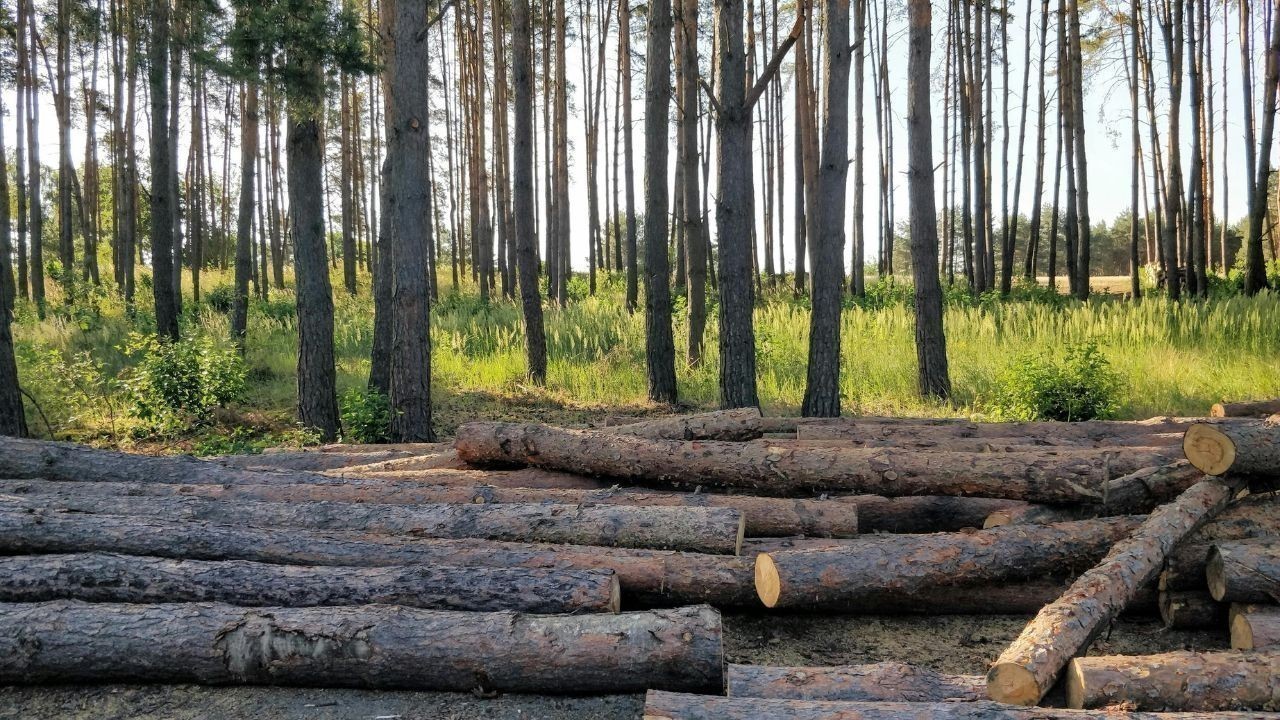 अम्ब में वन विभाग की बड़ी कार्रवाई,₹3 लाख की अवैध खैर लकड़ी जब्त