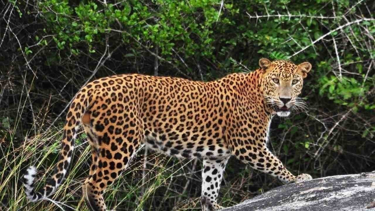 मंडी में पानी के टैंक में गिरा तेंदुआ, वन विभाग ने सुरक्षित निकाला