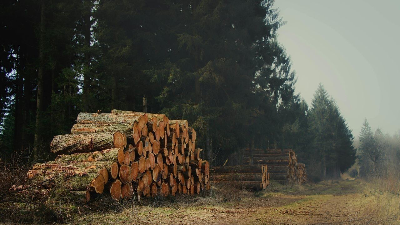 शिलाई में पेड़ों के कटान पर हाईकोर्ट सख्त, सरकार से मांगी विस्तृत रिपोर्ट
