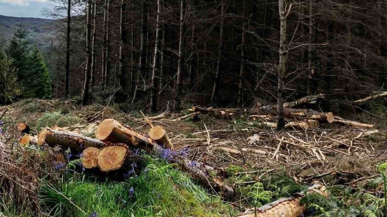 ऊना जिले में झंबर पंचायत के जंगलों का वन माफिया ने बड़े पैमाने पर किया तबाह