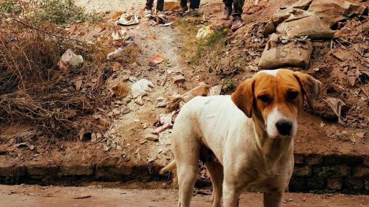 सुजानपुर बाजार में पागल कुत्तिया का आतंक, 3 दिन में 9 लोग घायल