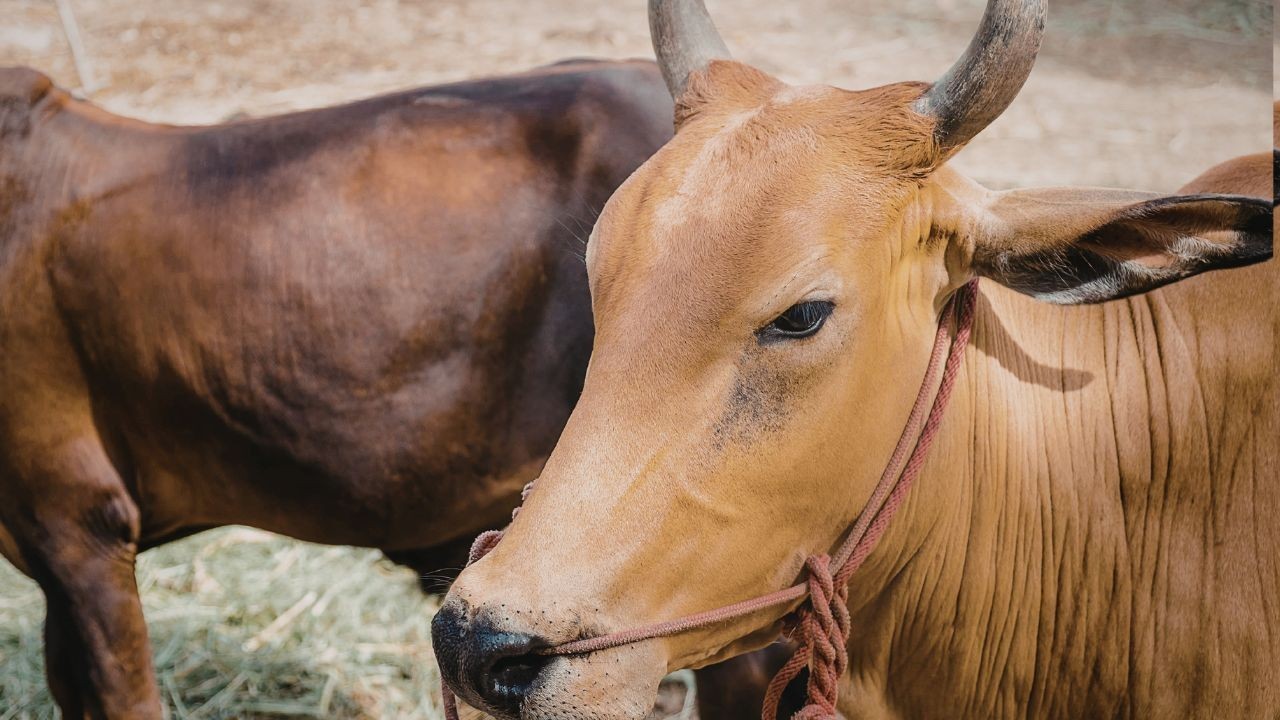 सुंदरनगर राज्य स्तरीय नलवाड़ किसान मेले में पशु प्रदर्शनी बनी लोगों की खास आकर्षण